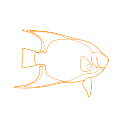 Animals Saltwater Fish Queen Angelfish Digital Sketch Svg Design, Free Vectors File